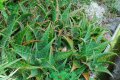Aloes rose. Liliaceae. 0,2-0,4m